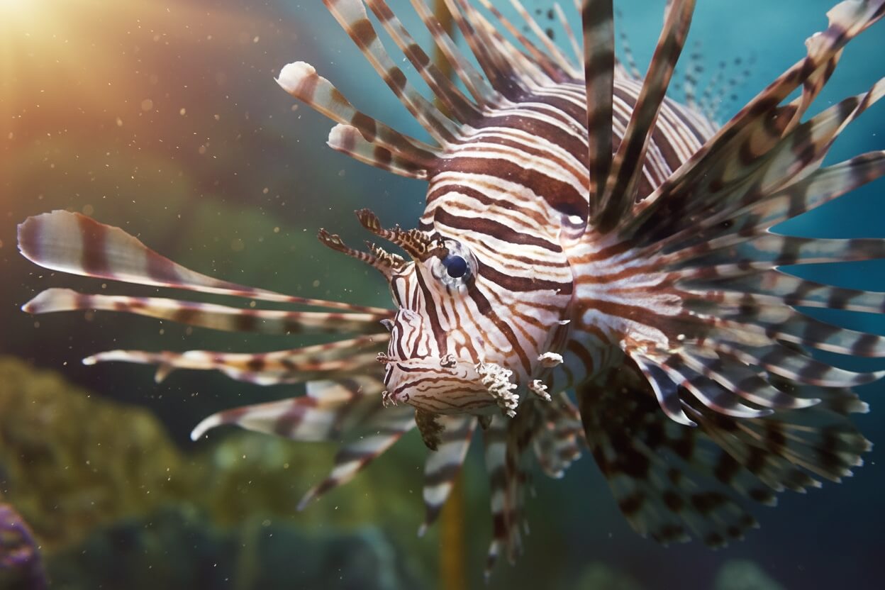 Types de Billets et Tarifs