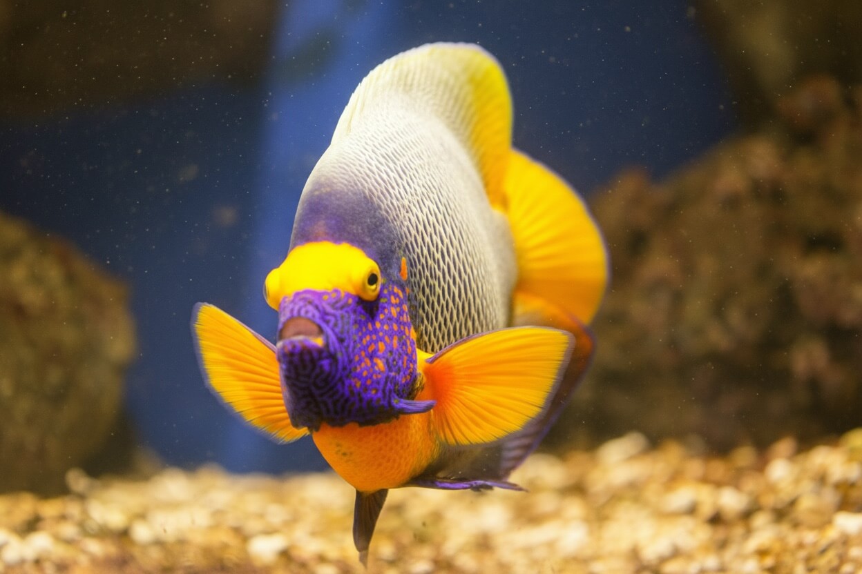 Ce Que Voir et Faire à Oniria