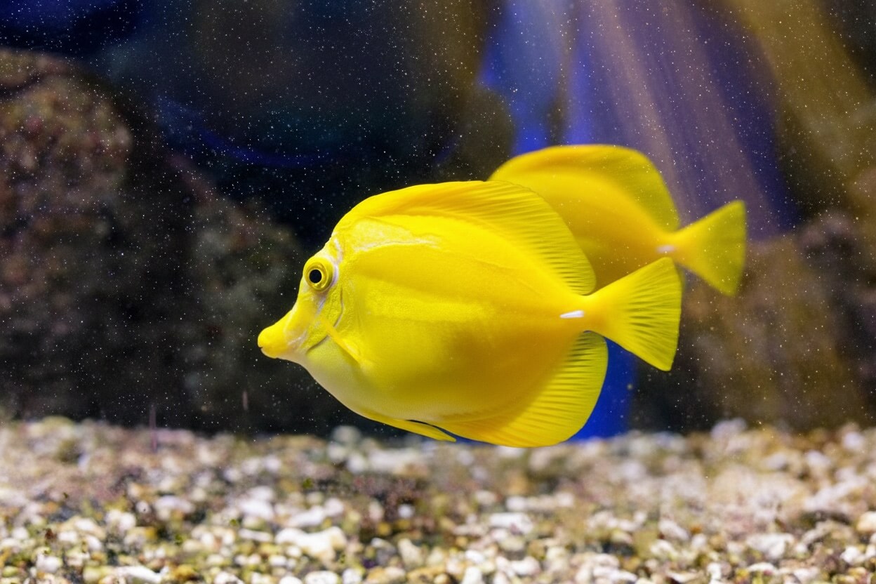 Où Acheter ses Billets