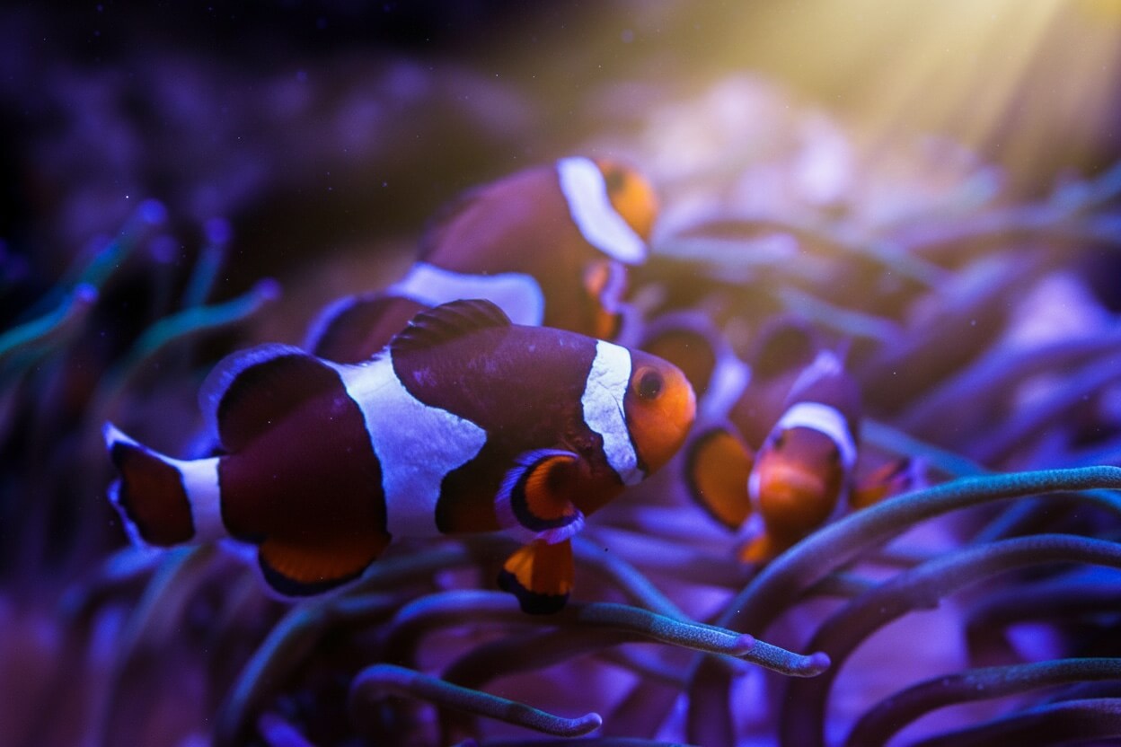 Questions Fréquentes sur l’Aquarium Canet-en-Roussillon